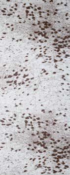 H.C. Catafoil Nguni Door 813 x 2032